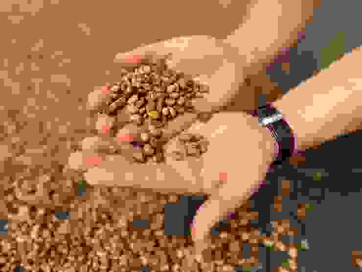 乳酸發酵咖啡豆