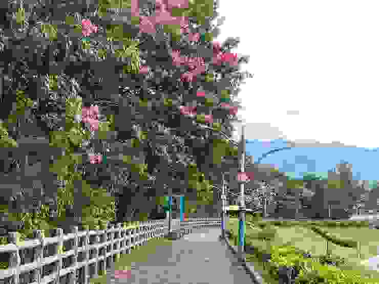 新北市街頭常見的行道樹美人樹，夏秋交替之際或入秋以後，枝頭開滿桃紅色的花，為換季拉開序幕。圖為三峽安溪翠堤的美人樹