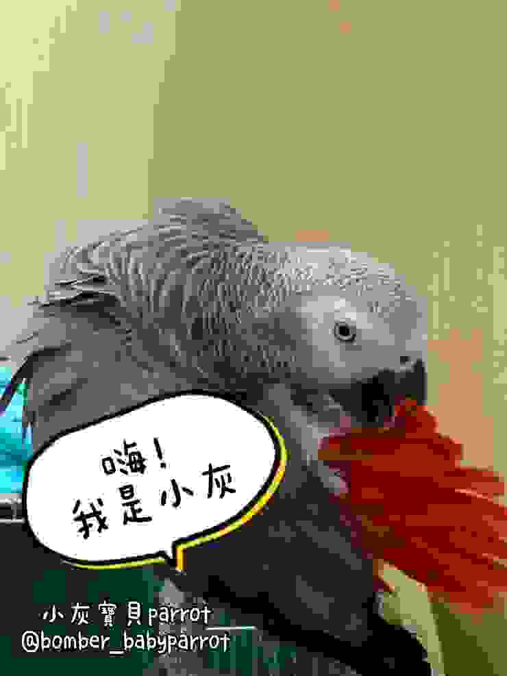 圖片來源：灰鸚鵡小灰寶貝 《灰鸚鵡被誤認為鴿子》https://www.potatomedia.co/s/aSeMzVDd