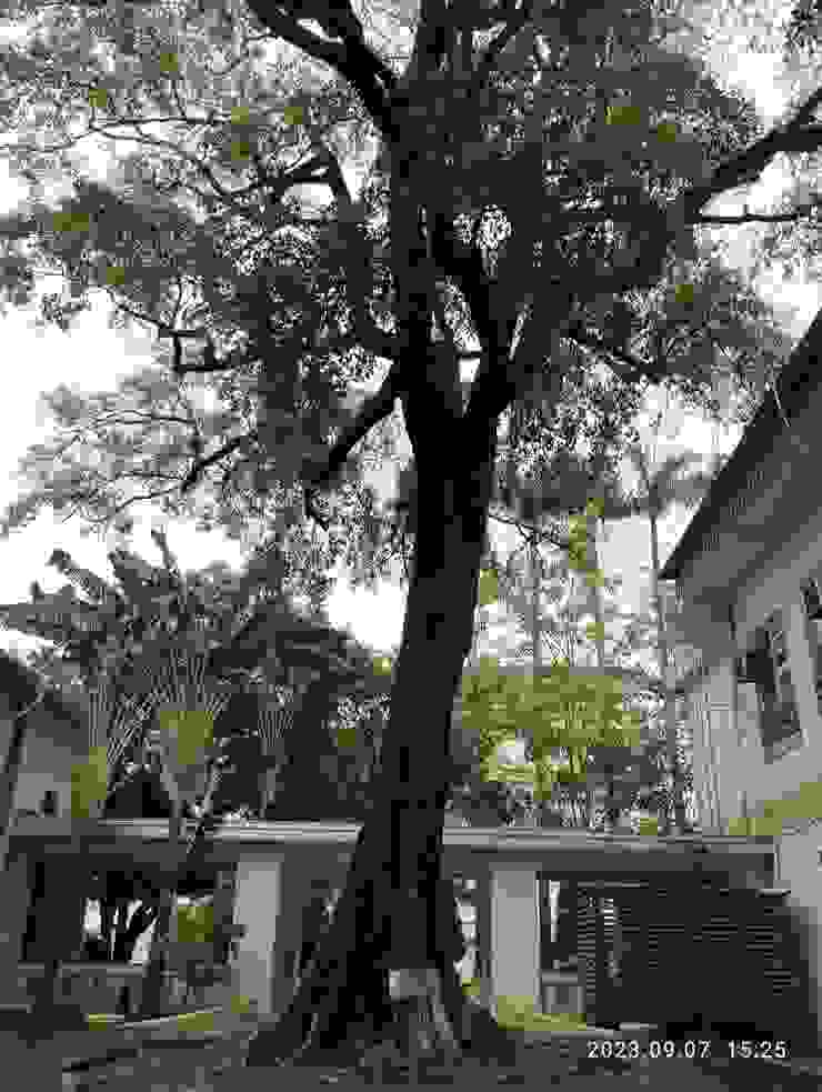 舊鼓山國小的菲律賓小葉欖仁樹，已上百年，乍一看以為是樟樹，實也初見驚喜；址位於旗山老街附近