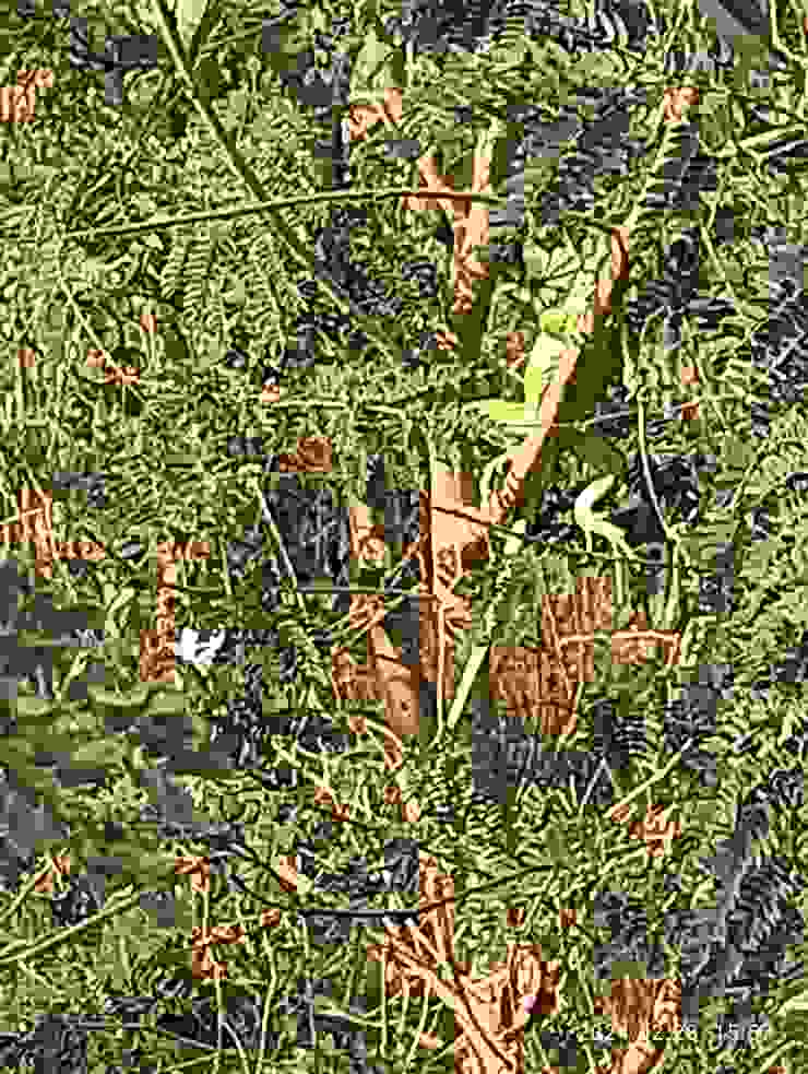 銀合歡樹上的綠鬣蜥