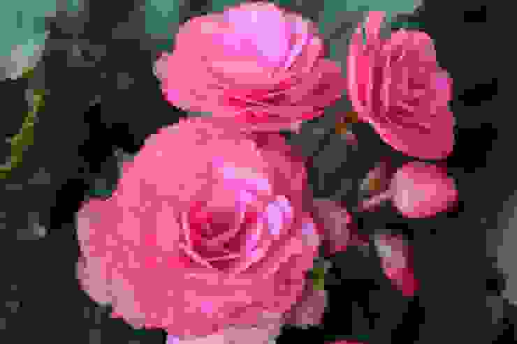 麗格秋海棠 又稱玫瑰海棠 (觀花海棠) 花色繽紛亮麗，有白、黃、粉紅、紅、紅紫及橘黃等顏色，有些品種還有香味，是很受歡迎的觀花海棠。