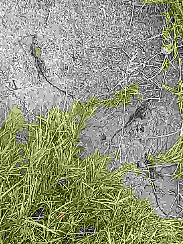 泥壁陽曬綠鬣蜥，自拍