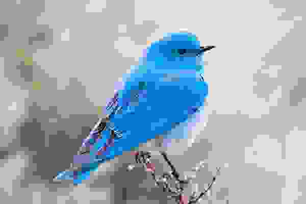 青鳥即Blue bird，代表著幸福，對夢想與希望的追求。美麗的山地藍知更鳥是所有藍鳥中最藍的。(Birdiegal/Shutterstock)