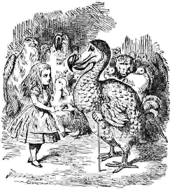 愛麗絲竟與一隻澳大拉西亞小鸚鵡吵架