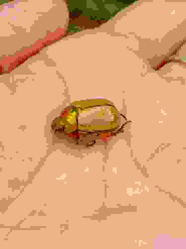 黃艷金龜