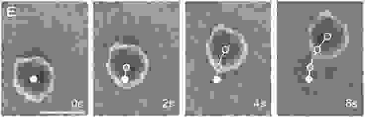 在顯微鏡下的觀察xenobot有出現移動和旋轉的行為。圖/參考資料 2，Fig.1