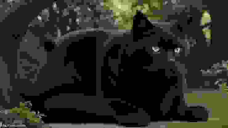 大黑霸貓
