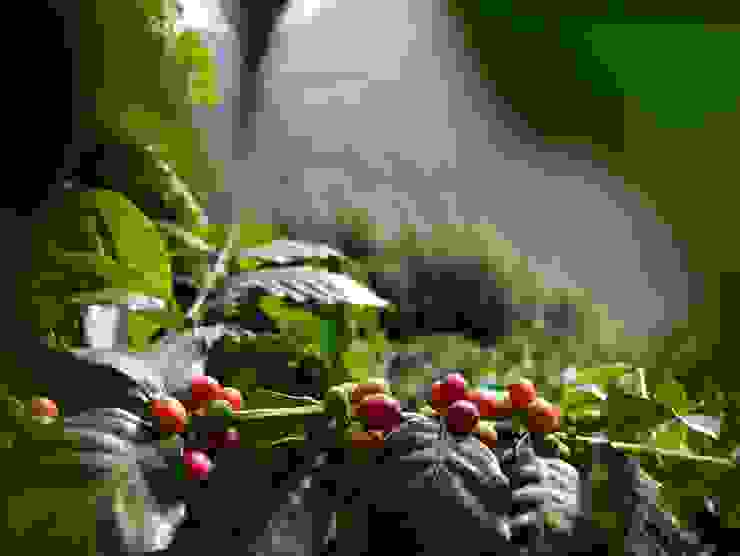 有機咖啡種植和生產過程中避免了使用化學農藥和合成肥料，減少了對人體健康的潛在風險