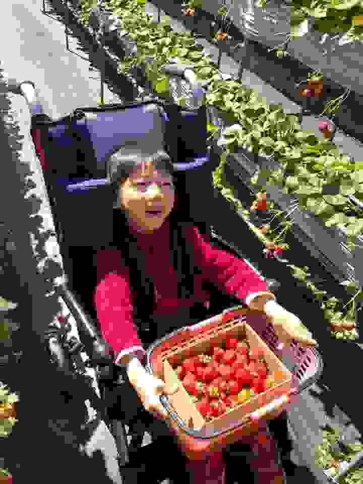 高架草莓輪椅可進，滿足身障童也想參與的慾望。〔2018〕