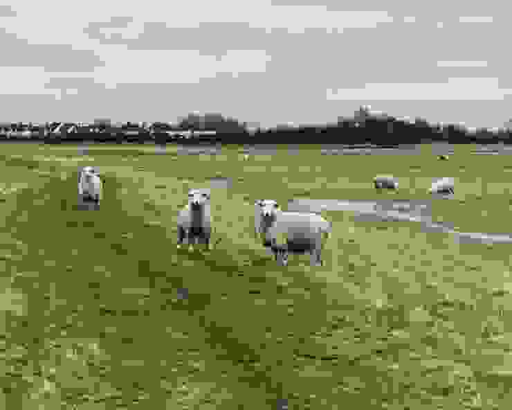 羊群們
