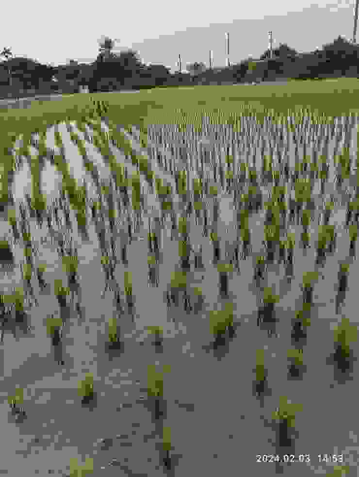 南國一期稻作秧苗種，藍天綠水迎新春，昨拍攝
