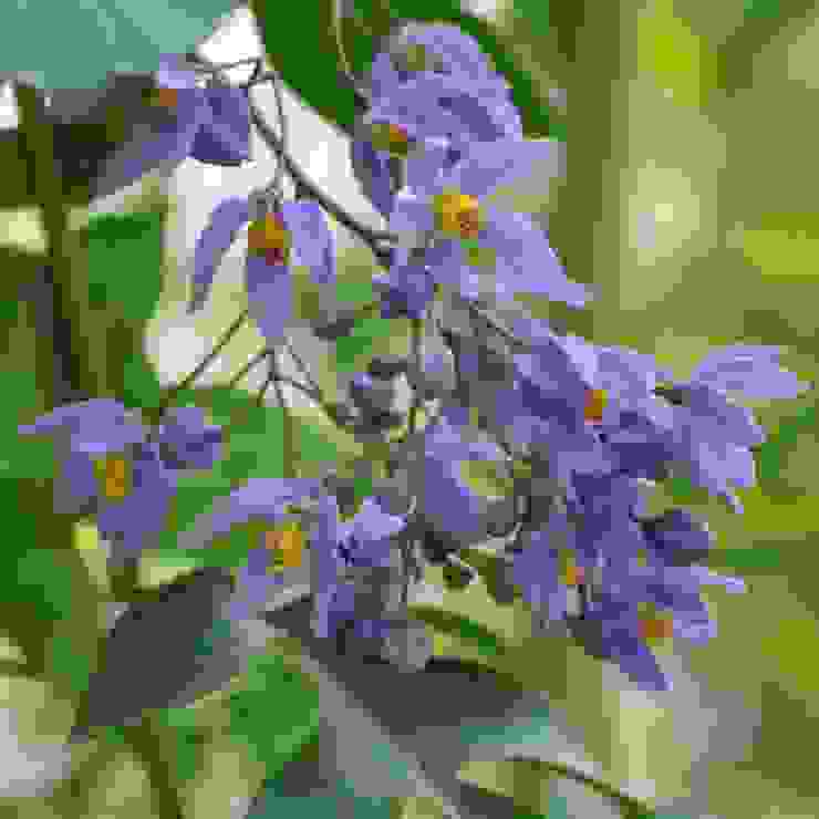 懸星藤(Solanum seaforthianum)