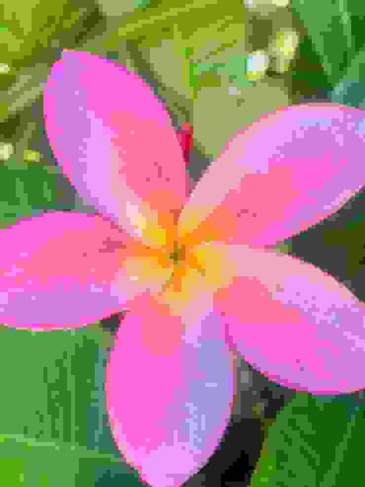 很喜歡這朵在小琉球拍到的花（不知道什麼花），看到花紅葉綠心情也隨之被鼓舞