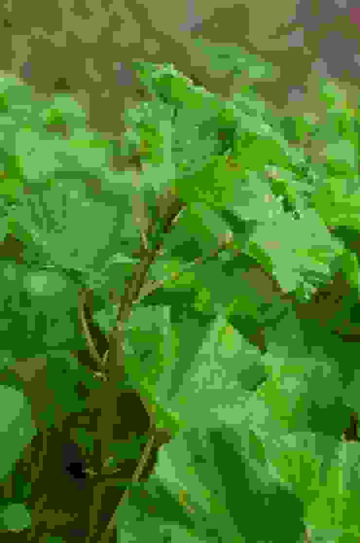 古人所謂「葵性向日」，指的是他的葉子傾陽，而非其花向日。不使照其根，是說葵的葉片向日而傾，遮住其根莖部，因此又稱「衛足葵」。  實際種植發現，果真整片葵葉會往陽光比較充足的地方傾斜。