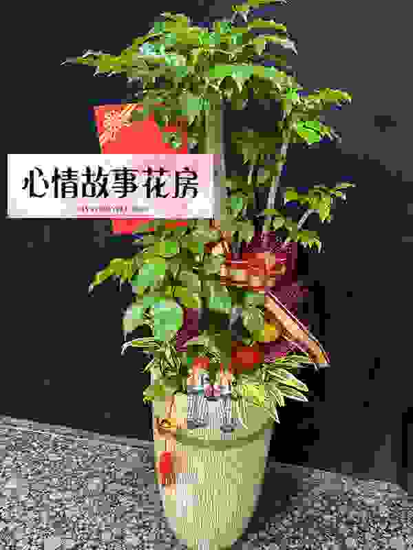 台南買盆栽，心情故事花房是您最好的選擇！這家花店擁有台南最多樣式和款式的盆栽，特別是觀葉植物，更是心情故事花房的強項之一
