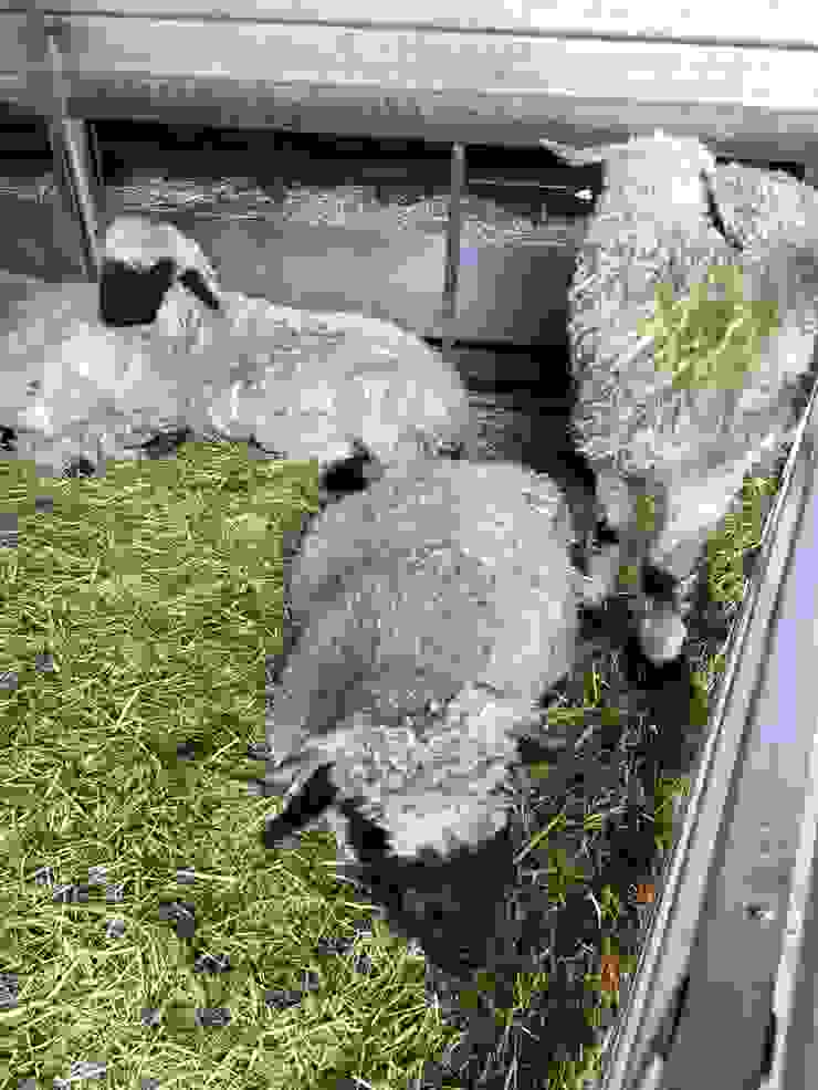 黑面羊是瑞士瓦萊州特有的綿羊