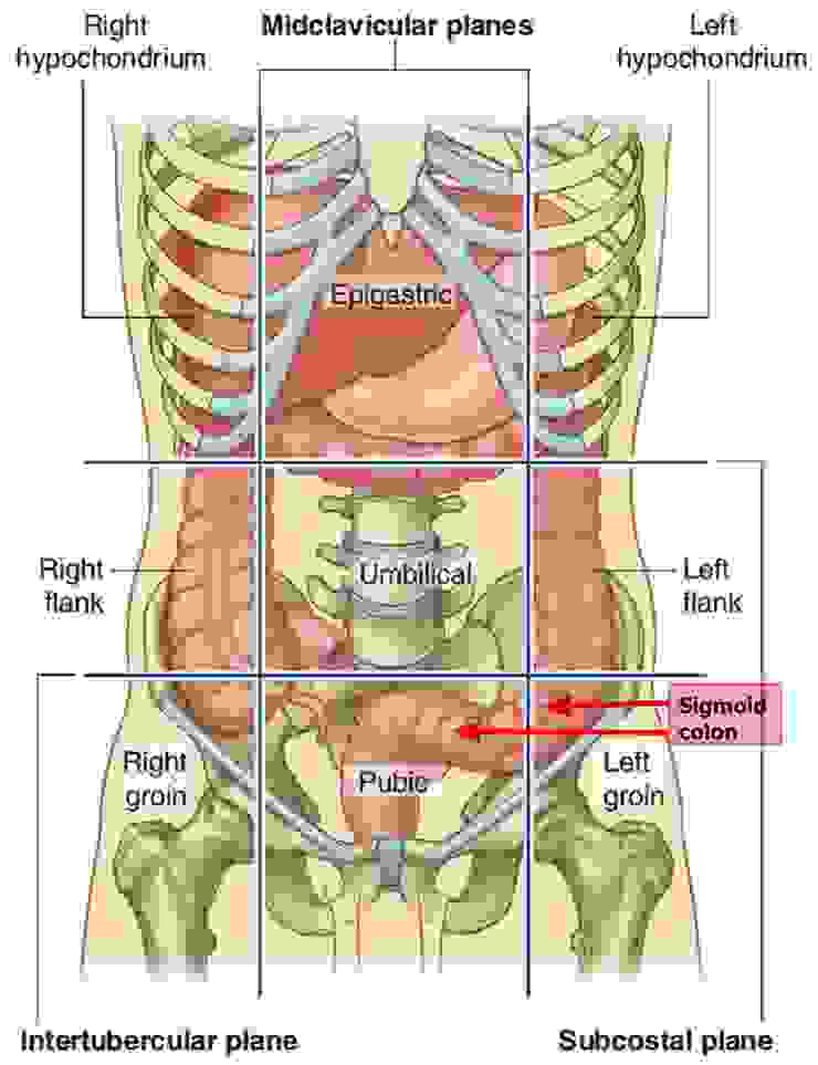 這張圖真是不錯，乙狀結腸就是圖中的紅箭頭處，往下直的就是直腸。你可以看到那個直乙交界的90度彎曲。從肛門進去的方向來說，乙狀結腸是在骨盆腔裡先往腹前水平走一段再往上接降結腸的。一般30cm 的長肛塞可以進到乙狀結腸的水平部，並且把乙狀結腸略為撐直起來。圖片取自 https://healthjade.net/sigmoid-colon/