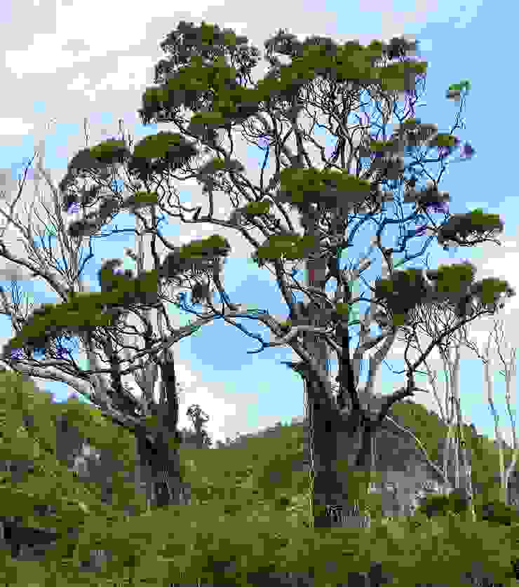 紐西蘭的 Rimu (Dacrydium cupressinum) from Wikipedia