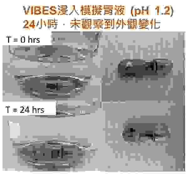 VIBES浸泡模擬胃液24小時後的外觀變化 [以文章內圖修改]。