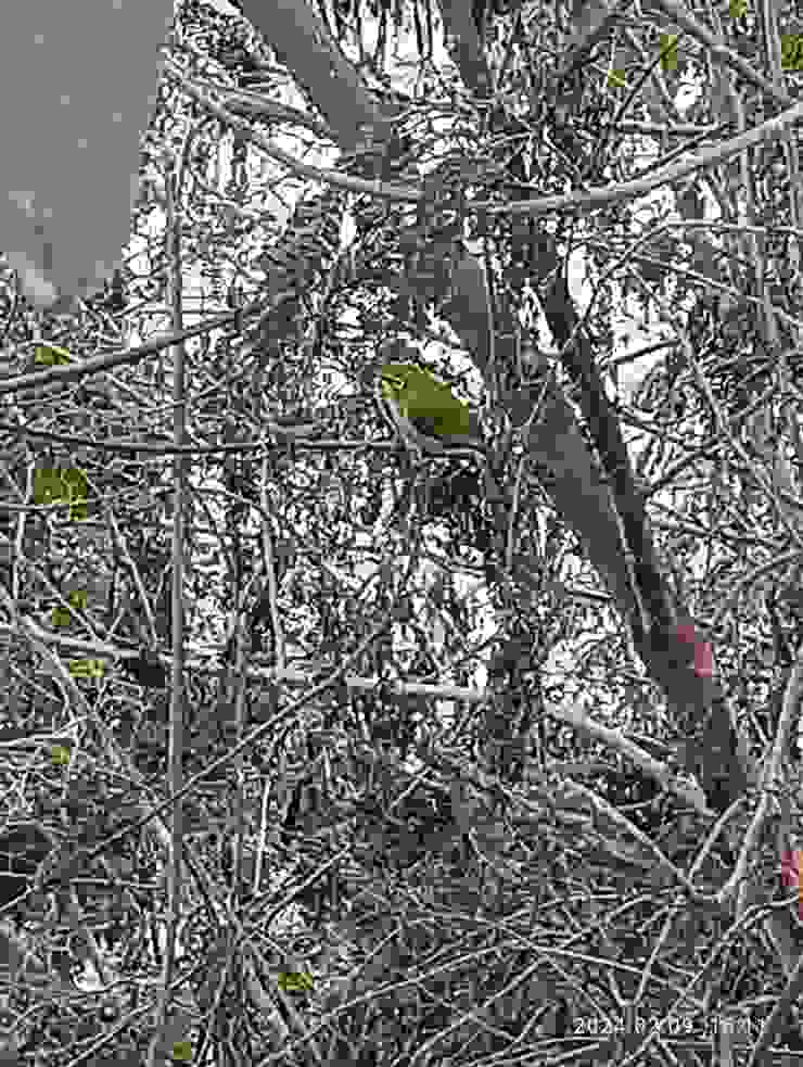 林叢中的“青笛”，又名綠繡眼，此為其覓食聚集處