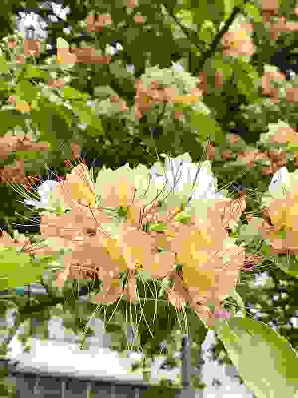 花朵生長於帶葉枝條的先端，花色從白色逐漸轉變為淡黃色，因此，整朵花有著不同顏色的漸層美感。