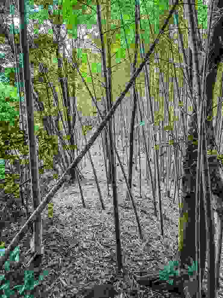 穿過超大片優美的竹子林
