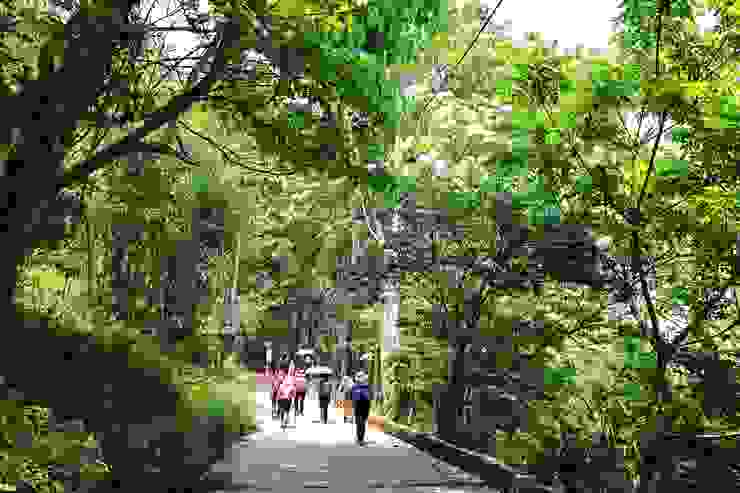 ▲薑麻園遊客中心對面的條桐花步道，是由平整的石板鋪設而成。