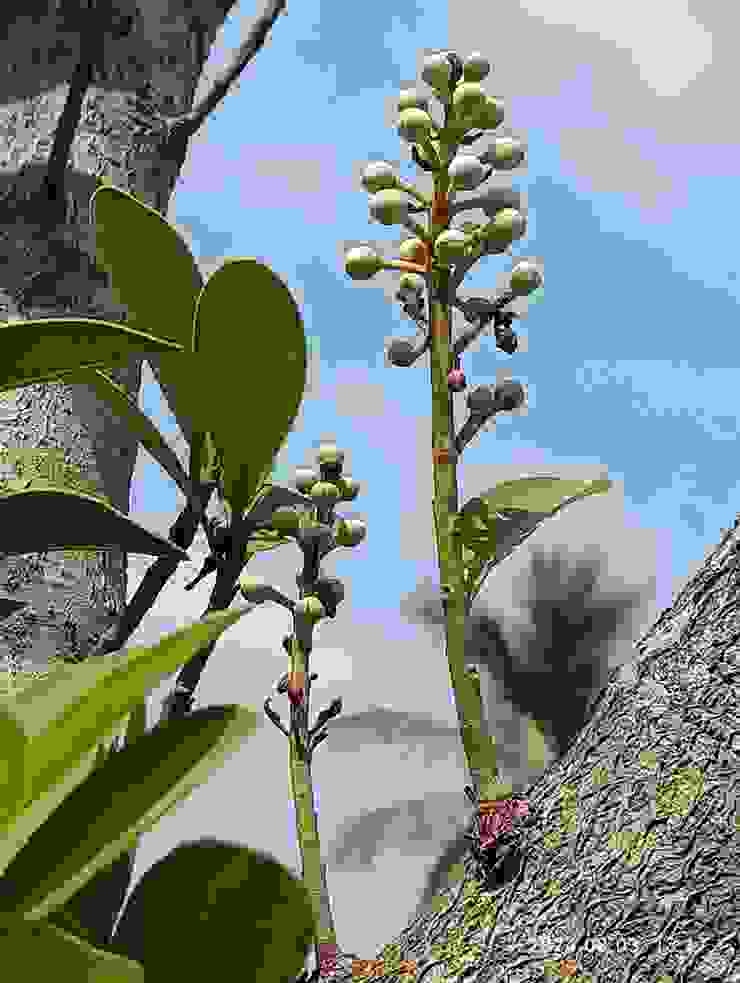 胡桐初結的花苞，蘭嶼樹種葉片普具葉片較厚葉面呈革質特色