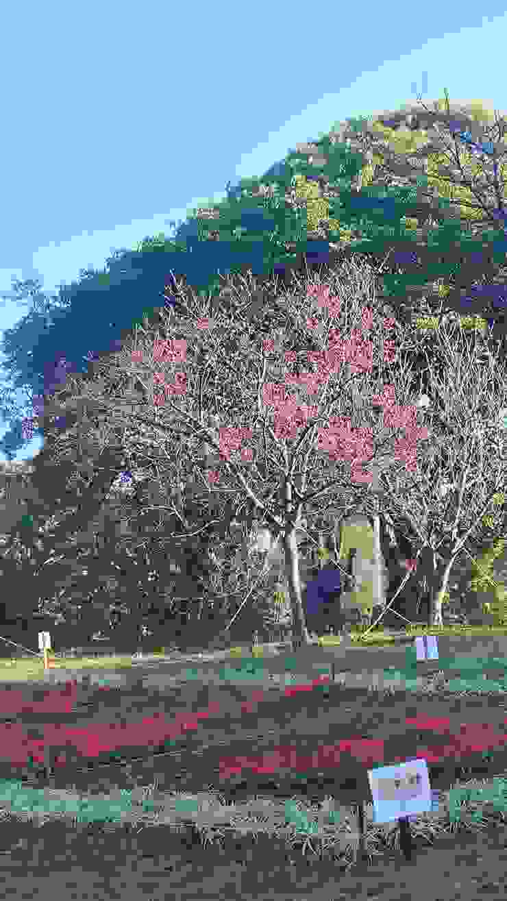 這是公園中唯一已初綻的櫻花樹