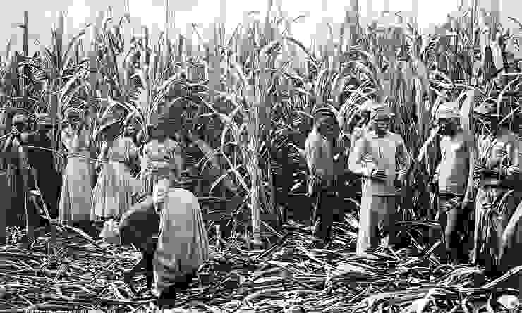 甘蔗的收穫。圖片取自維基百科。