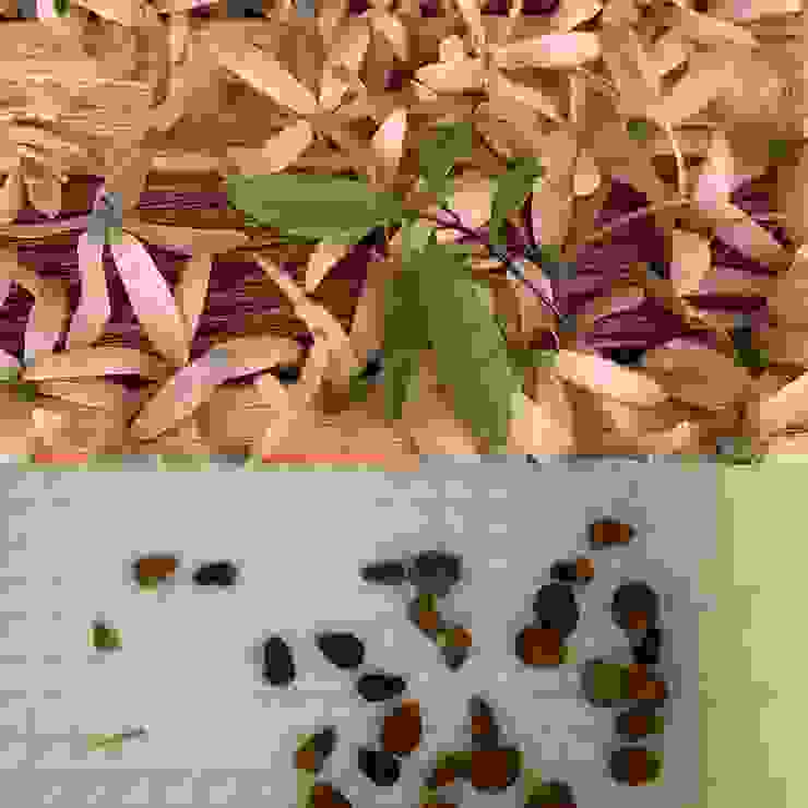錫葉藤的乾燥花，以及種子。