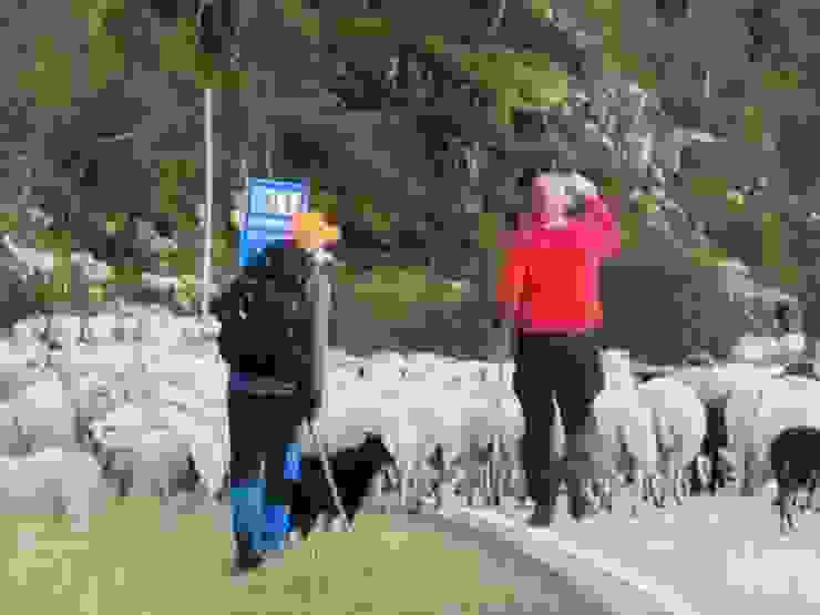 牧羊犬及牧人驅趕著馬路上數百頭羊，有些脫序到處亂竄。由車上遠距拍攝，解析度不佳。