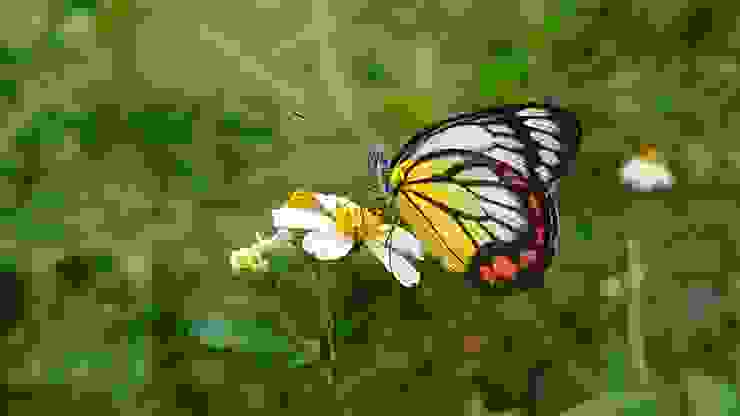 紅紋粉蝶（張順珍拍攝）
