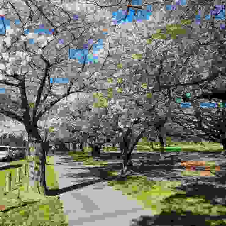 春天櫻花盛開的Hagley Park，百花齊放完全匹配「花園之都」的美名