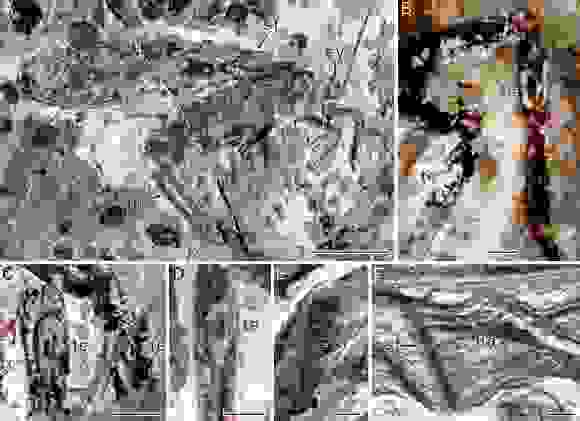 中國侏儸紀地層的螽斯化石(XU, I et al. (2022))