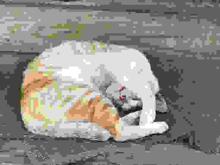 https://unsplash.com/photos/white-and-orange-short-fur-cat-lying-on-gray-wooden-floor-k7lSLvyCJsQ