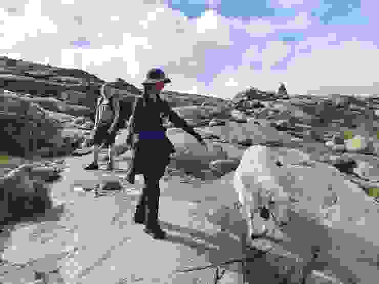 遇到一群和善放牧的羊群，到處舔登山客的手腳，以獲取一些鹽分。