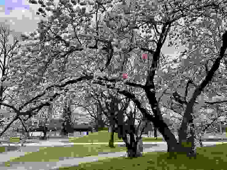 奧林公園大路旁的櫻花樹