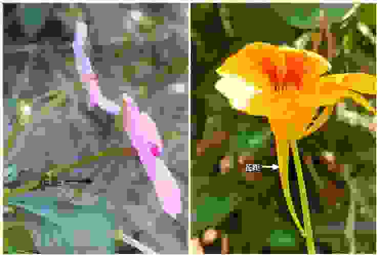 左為非洲鳳仙花花距，右為金蓮花花距。花距底部的腺體會分泌花蜜，以吸引昆蟲前來採蜜做親密接觸，因而達到授粉的目的。