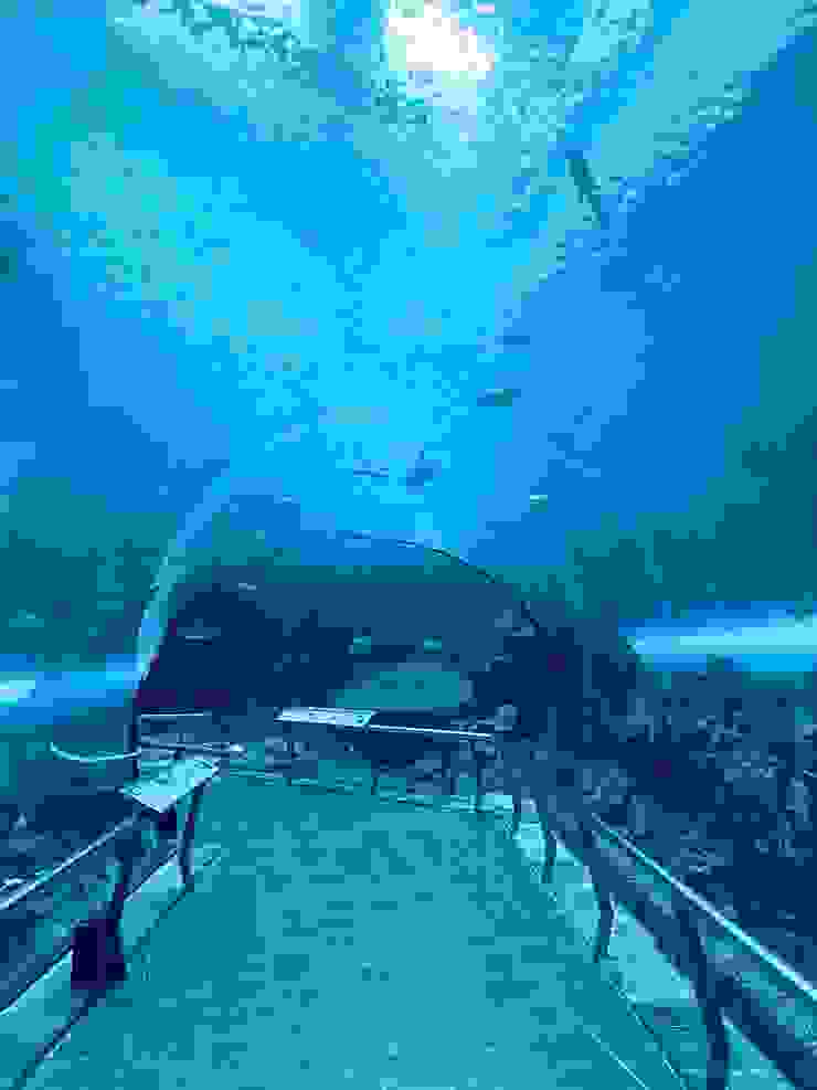 🐠《夜宿海生館》珊瑚王國-海底隧道區白天的樣子。｜圖：閒人