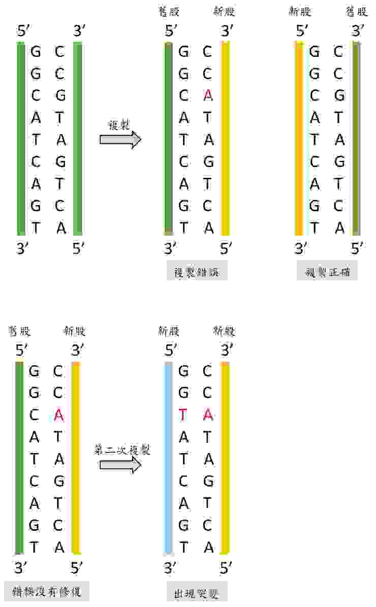 （圖四）DNA複製