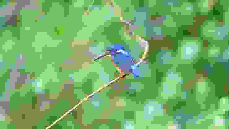 這是藍耳翠鳥，顔色比普通翠鳥深，有低調的寶藍披肩