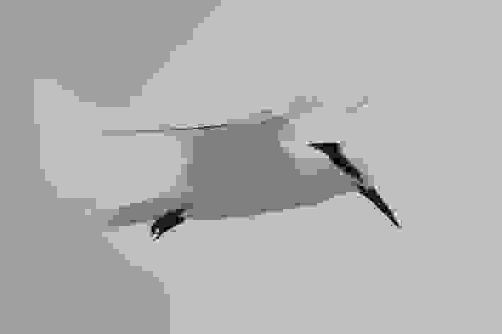 黑枕燕鷗