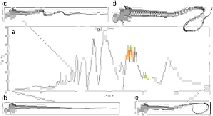 尾巴模型模擬甩動的過程（Conti, s et al. (2022)）
