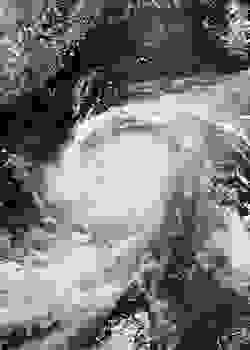 杜蘇芮最強時的衛星圖像