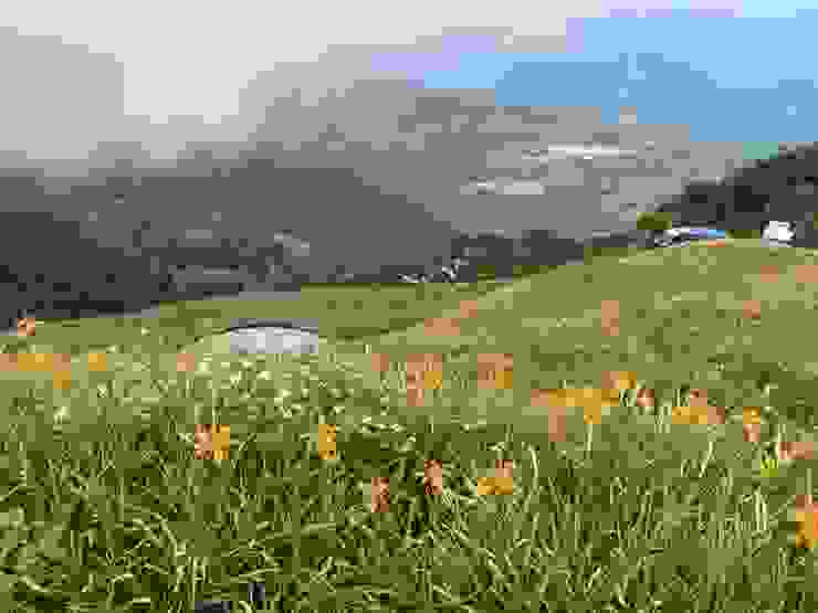 2020年9月，太麻里山上的金針花。