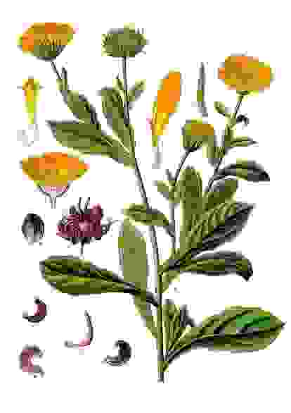 《科勒藥用植物》1897