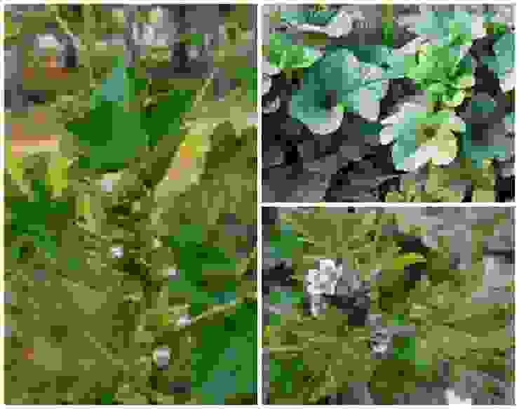 「青青園中葵，朝露待日晞」的本尊，照片取自網路圖片合圖。