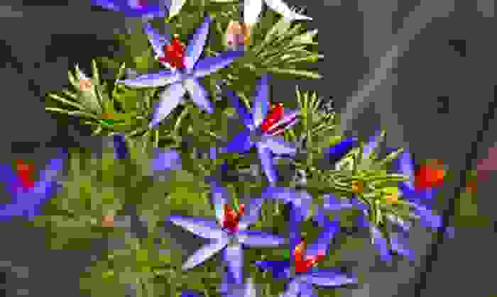 藍金絲百合(Calectasia narragara)